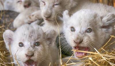 Aww, cuteness! Ukrainian zoo's white lion cubs will surely melt your heart (See adorable pics inside)