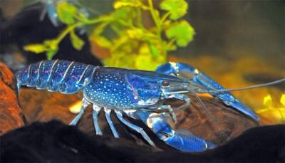 'One in two million': Local lobsterman catches rare bright blue lobster off Cape Cod coast- Watch