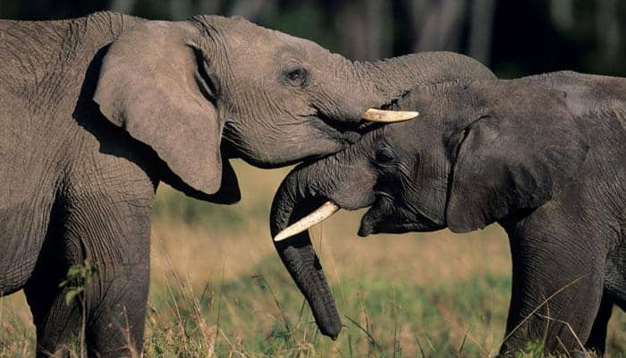 World Elephant Day, 2016: Why pachyderms on verge of extiction?