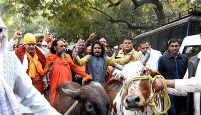 SC moved for ban on Gau Rakshak Dals