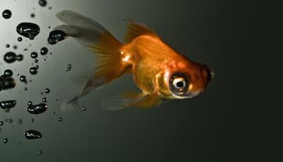 Monster-sized goldfish a menace, says Australian researcher