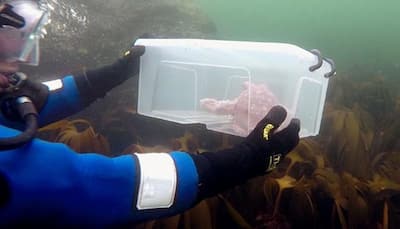 Know why this octopus is being released back into the sea – Watch video!