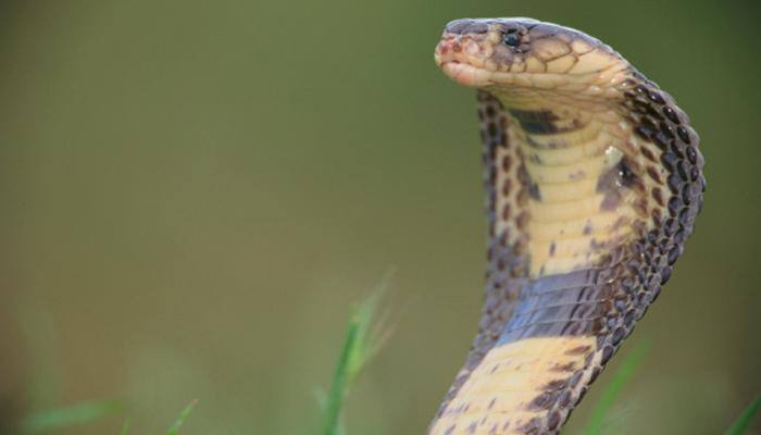 SHOCKING! Noida family finds cobra in bathroom - Know about 30-minute rescue operation