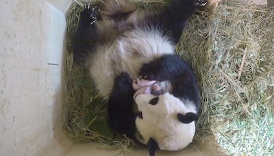 Not one, but two! Giant panda wows Vienna zoo with twins (Watch)
