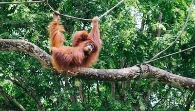 Music-loving ape releases debut single for World Orangutan Day
