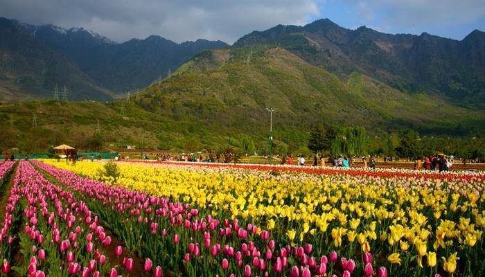 Forget Switzerland, India has its own Tulip Garden: See stunning PICS