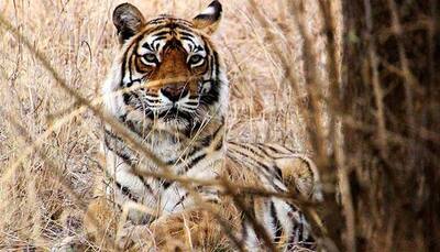 Machli, the Queen of Ranthambore, was a visitor's delight