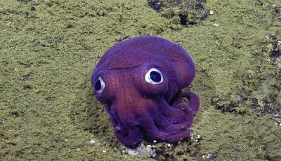 Unique googly-eyed purple squid mesmerizes scientists- Watch!