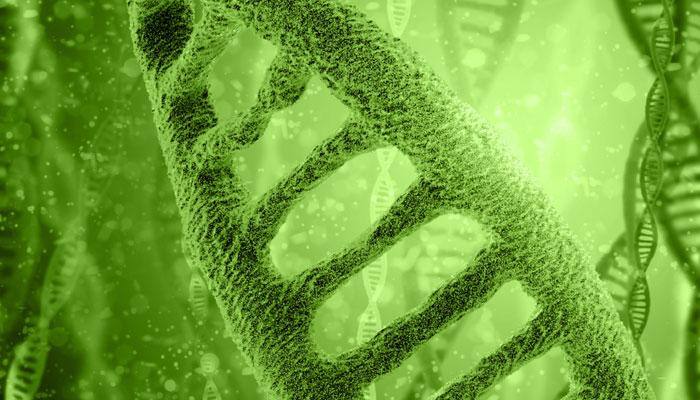 Chinese scientists discover molecule to repair organs