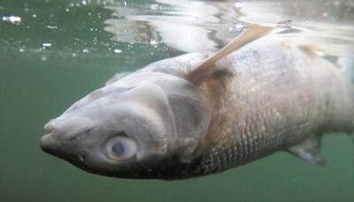 Outbreak! Deadly parasite kills more than 10,000 Yellowstone river fish