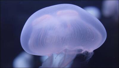 New laser created from jellyfish proteins