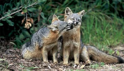 No more at risk! Three rare Channel island fox subspecies removed from endangered list