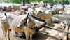 Cow vigilantism? Two Dalits thrashed in Gujarat for refusing to clear carcass of calf