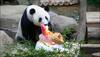 See pic: Two giant pandas and cub celebrate their 10th birthday with 'ice cakes'!