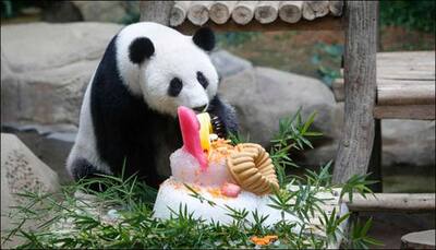 See pic: Two giant pandas and cub celebrate their 10th birthday with 'ice cakes'!