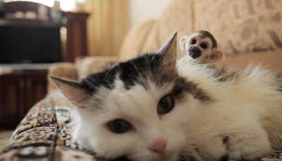 This Russian cat adopts baby monkey after his mother abandons him – Watch inspirational video!