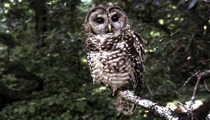 Another on brink of extinction: Northern spotted owl added to endangered species list