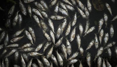 Low oxygen level kills thousands of peanut bunker fish in Keansburg marina- Watch!
