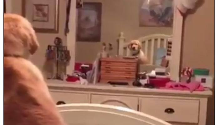 Who are you? Watch dog's reaction seeing himself on mirror – Very Funny
