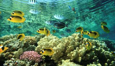Massive reef ecosystem found hiding behind Great Barrier Reef