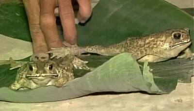 Have you ever seen wedding of frogs? WATCH it to believe and know why it happened