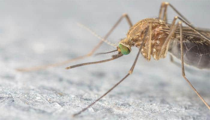  Mosquitoes can spread Zika to their eggs: Study