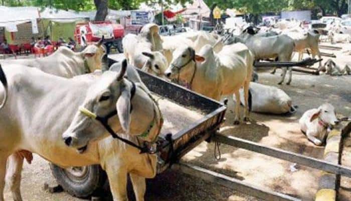 Haryana: Money earned from cow smuggling, slaughtering being used for terrorism, says IPS officer
