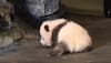 Adorable panda cub takes first steps at Belgian zoo – Watch 