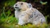 Climate change victimizes American Pika species; study reveals future extinction!