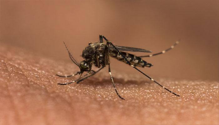 Three more dengue deaths in Delhi, toll climbs to eight