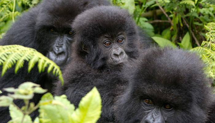 Eastern gorilla now critically endangered due to illegal hunting
