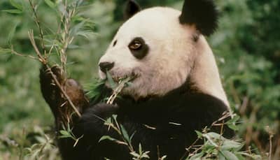 Good news for wildlife lovers! Giant panda no longer an 'endangered' species