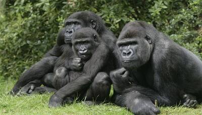 4 out of 6 great apes near extinction: Report