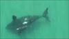 Watch video: Drone footage captures rare sighting of baby white whale with its mother!