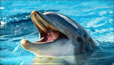 Incredible fact just discovered: Dolphins are mouth-breathers!