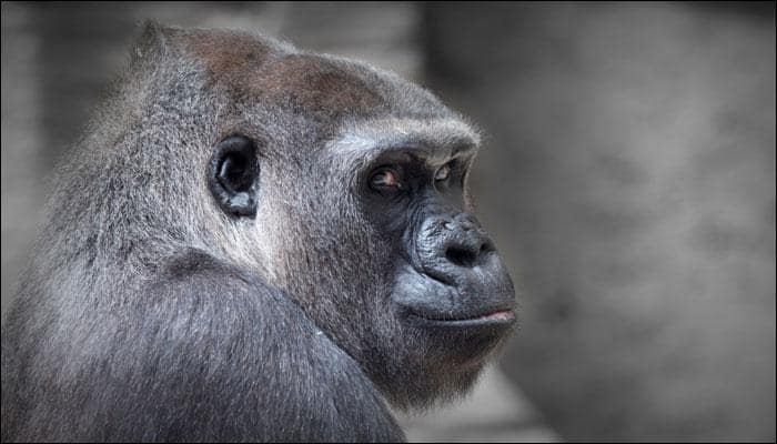 Inching toward extinction: Only 5000 of the world&#039;s largest gorillas left on Earth!