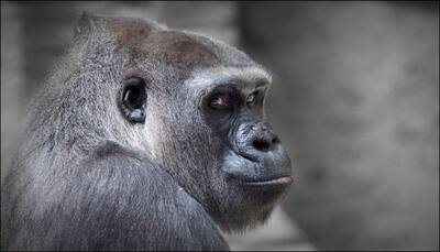 Inching toward extinction: Only 5000 of the world's largest gorillas left on Earth!