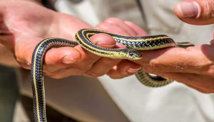 Bizarre: Man bites off snake&#039;s head in his sleep, survives!