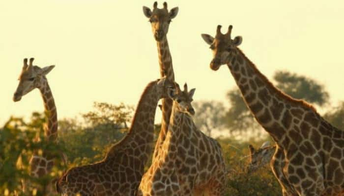 Giraffe genetics uncovers four separate species