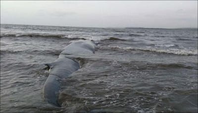 47-foot-long blue whale washes ashore in Maharashtra; rescued within 6 hours! - Watch video
