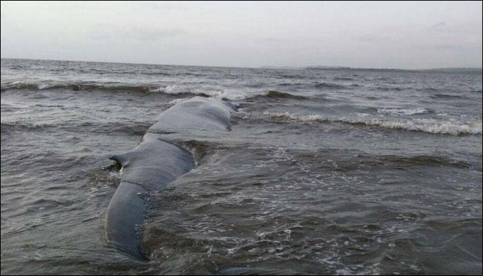 47-foot-long blue whale washes ashore in Maharashtra; rescued within 6 hours! - Watch video