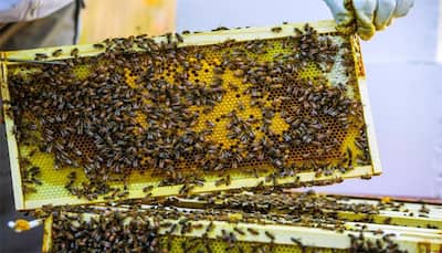 Honeybees remain on work even when ill