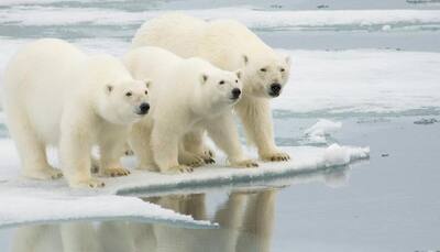 Five Russian scientists beseiged by polar bears in Arctic; waiting for rescue!