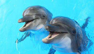 Do dolphins have a human-like spoken language? - Watch video