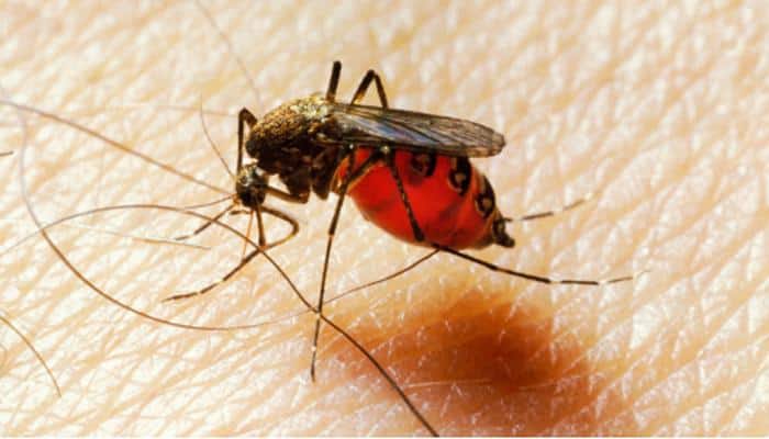 Chikungunya toll climbs to 11 in Delhi, AIIMS confirms one case