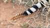 Father and son cut open a rattlesnake rattle – Watch video to find out what they saw!