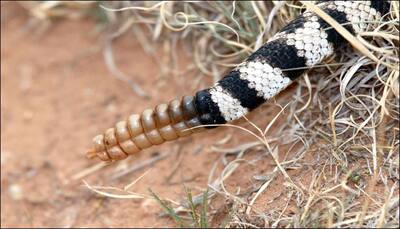 Father and son cut open a rattlesnake rattle – Watch video to find out what they saw!