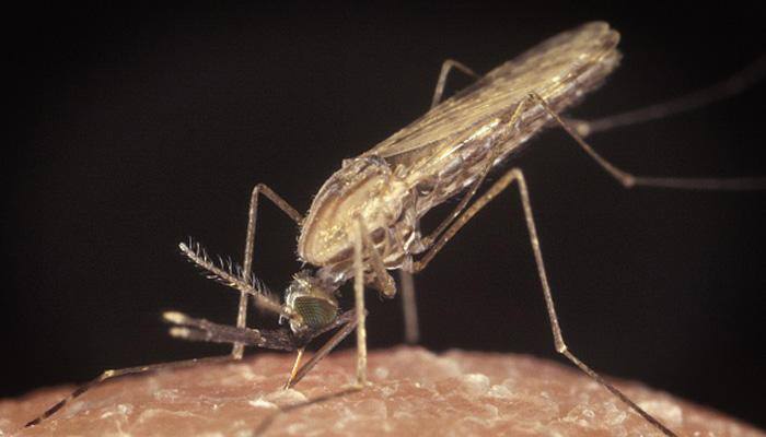 Chikungunya, dengue loom large over travel, tourism sector