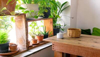 NASA approved top six magical houseplants that improve indoor air quality- Photo feature!