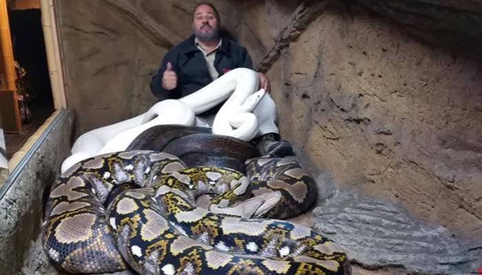 Scary! Afraid of snakes? Look at this guy, he literally lives with them - WATCH